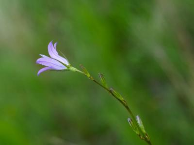 Campanule raiponce Campanula rapunculus L., 1753