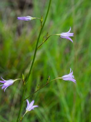 Campanule raiponce Campanula rapunculus L., 1753