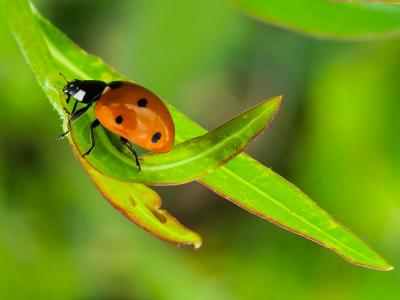  Coccinella septempunctata septempunctata Linnaeus, 1758