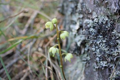 Pyrole verdâtre, Pyrole à fleurs verdâtres, Pirole Pyrola chlorantha Sw., 1810