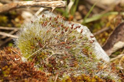  Grimmia Hedw., 1801