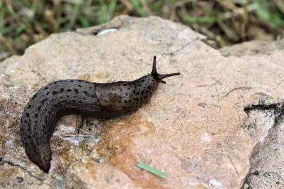 Limace léopard Limax maximus Linnaeus, 1758