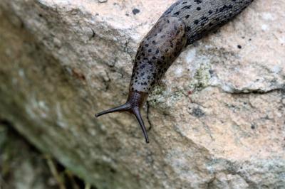 Limace léopard Limax maximus Linnaeus, 1758