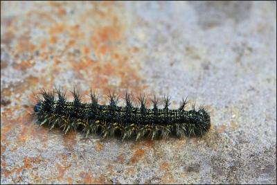 Vulcain (Le), Amiral (L'), Vanesse Vulcain (La), C Vanessa atalanta (Linnaeus, 1758)