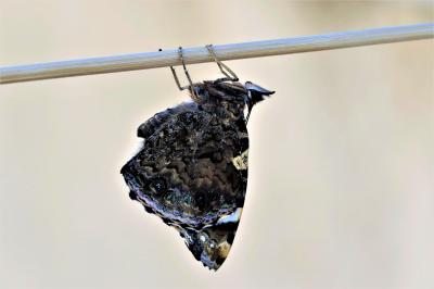 Vulcain (Le), Amiral (L'), Vanesse Vulcain (La), C Vanessa atalanta (Linnaeus, 1758)