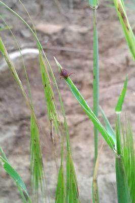 Tique du mouton Ixodes ricinus (Linnaeus, 1758)