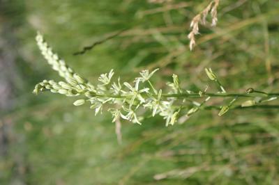 Ornithogale des Pyrénées Loncomelos pyrenaicus (L.) Hrouda, 1988
