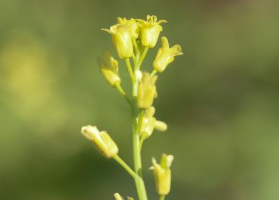 Myagre perfolié Myagrum perfoliatum L., 1753