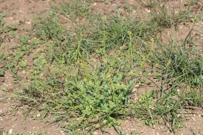 Myagre perfolié Myagrum perfoliatum L., 1753