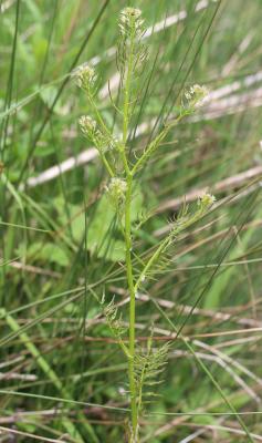Cardamine impatiens, Cardamine impatiente, Herbe a Cardamine impatiens L., 1753