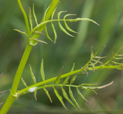 Cardamine impatiens, Cardamine impatiente, Herbe a Cardamine impatiens L., 1753