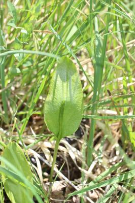Ophioglosse commun, Langue de serpent, Ophioglosse Ophioglossum vulgatum L., 1753