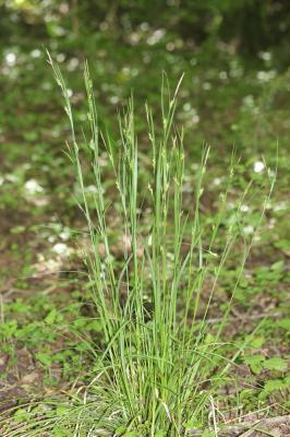 Laîche appauvrie, Laîche à épis grêles et peu four Carex depauperata Curtis ex With., 1787