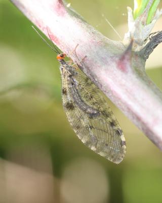  Nothochrysa fulviceps (Stephens, 1836)