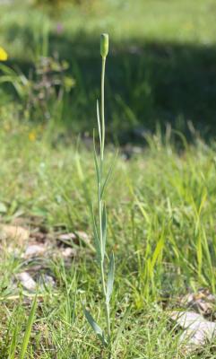 Fritillaire noire Fritillaria pyrenaica L., 1753