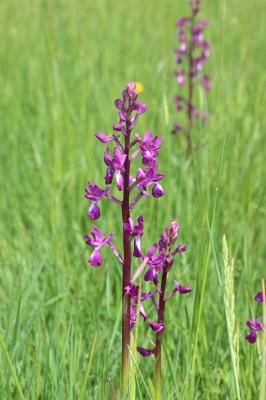 Orchis à fleurs lâches Anacamptis laxiflora (Lam.) R.M.Bateman, Pridgeon & M.W.Chase, 1997