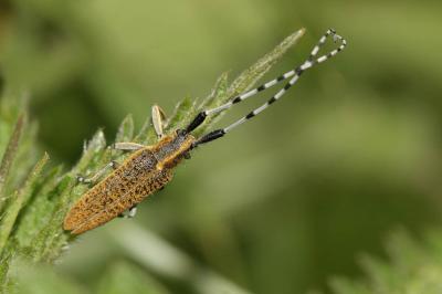  Agapanthia villosoviridescens (De Geer, 1775)