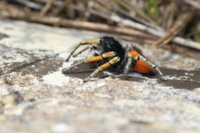 Saltique sanguinolent Philaeus chrysops (Poda, 1761)
