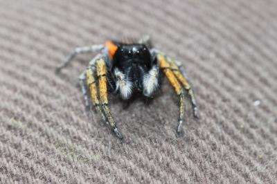 Saltique sanguinolent Philaeus chrysops (Poda, 1761)