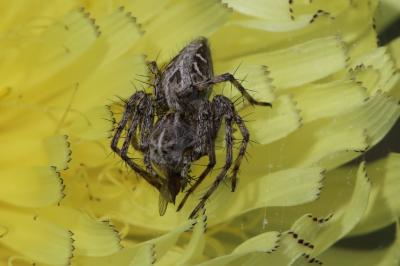 Araignée-lynx Oxyopes heterophthalmus (Latreille, 1804)