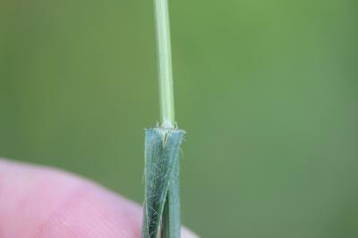Brome variable, Brome confondu Bromus commutatus Schrad., 1806