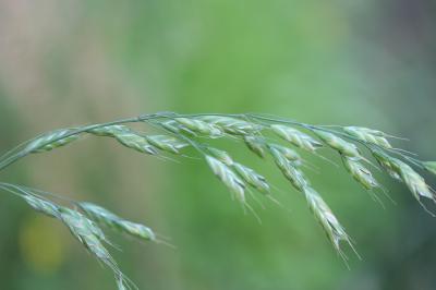 Brome variable, Brome confondu Bromus commutatus Schrad., 1806