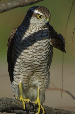 Épervier d'Europe Accipiter nisus (Linnaeus, 1758)