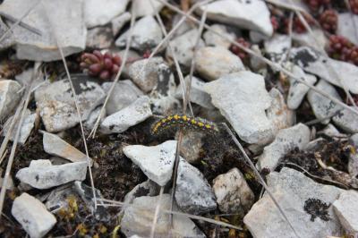Endrosie diaphane (L'), Callimorphe arrosée (La) Setina irrorella (Linnaeus, 1758)