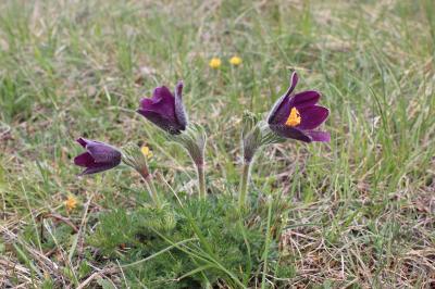 Pulsatille vulgaire Anemone pulsatilla L., 1753