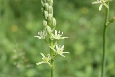 Ornithogale des Pyrénées Loncomelos pyrenaicus (L.) Hrouda, 1988