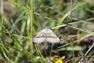 Ortholite acuminée (L') Scotopteryx mucronata (Scopoli, 1763)