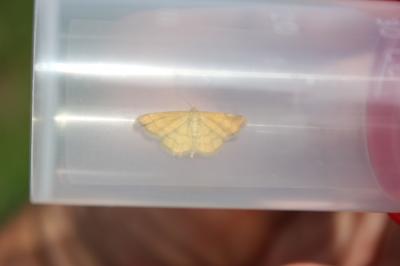 Acidalie catalane (L') Idaea luteolaria (Constant, 1863)