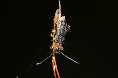  Callimus abdominalis (Olivier, 1795)