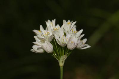 Ail rose Allium roseum L., 1753