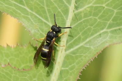  Stenodynerus de Saussure, 1863