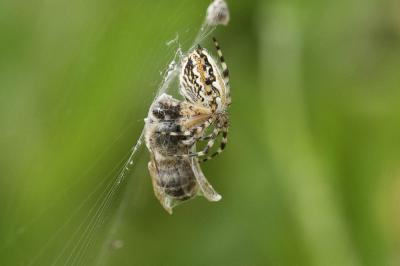  Aculepeira armida (Audouin, 1826)