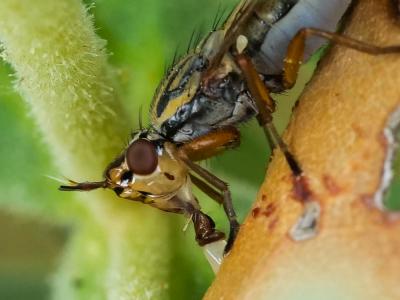  Dorycera graminum (Fabricius, 1794)