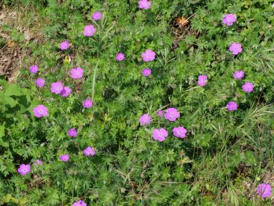 Géranium sanguin, Sanguinaire, Herbe à becquet, Be Geranium sanguineum L., 1753
