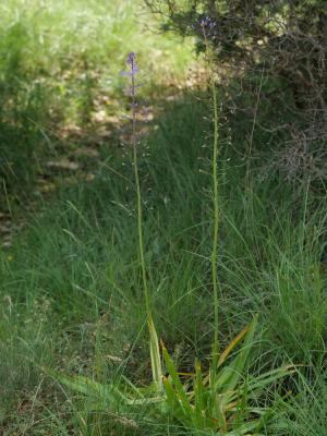 Scille fausse Jacinthe Nectaroscilla hyacinthoides (L.) Parl., 1854
