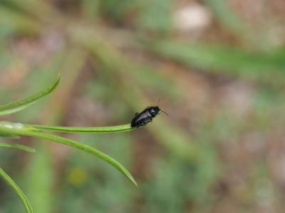 Enicopus pilosus Enicopus pilosus (Scopoli, 1763)