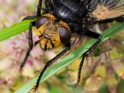  Tachina grossa (Linnaeus, 1758)
