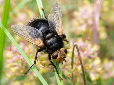  Tachina grossa (Linnaeus, 1758)