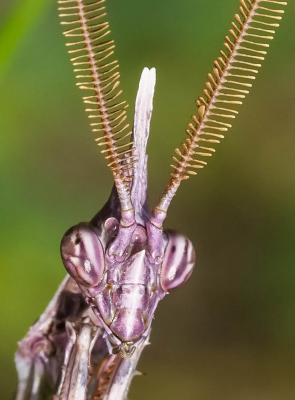 Empuse commune, Diablotin Empusa pennata (Thunberg, 1815)