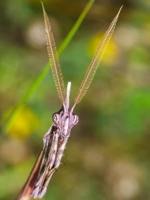 Empuse commune, Diablotin Empusa pennata (Thunberg, 1815)