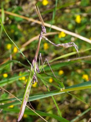 Empuse commune, Diablotin Empusa pennata (Thunberg, 1815)