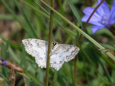 Acidalie ornée (L') Scopula ornata (Scopoli, 1763)