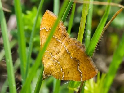 Brocatelle d'or (La) Camptogramma bilineata (Linnaeus, 1758)