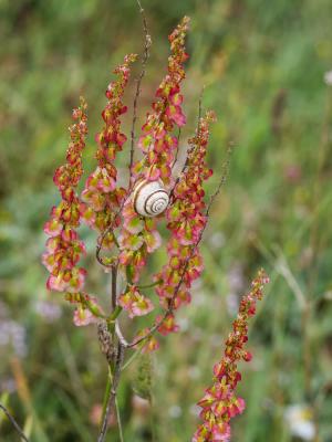 Patience intermédiaire, Rumex intermédiaire Rumex intermedius DC., 1815