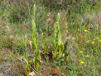 Orchis bouc, Himantoglosse à odeur de bouc Himantoglossum hircinum (L.) Spreng., 1826