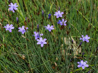 Aphyllanthe de Montpellier, Œillet-bleu-de-Montpel Aphyllanthes monspeliensis L., 1753